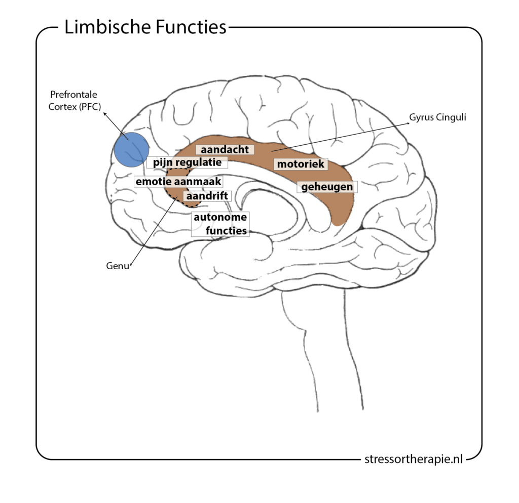 Limbische Functies - Stressortherapie.nl